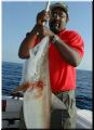 04_Ron_Shark