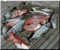 35_Catch