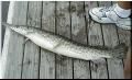 44_Gar_at_Dock