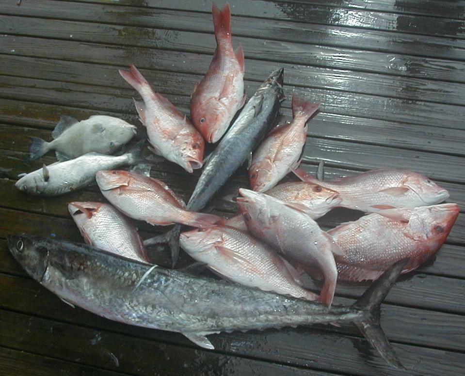10_Catch