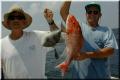 41_Mitch_Trig_Gus_Snapper