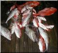 85_Catch