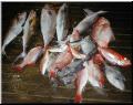 83_Catch