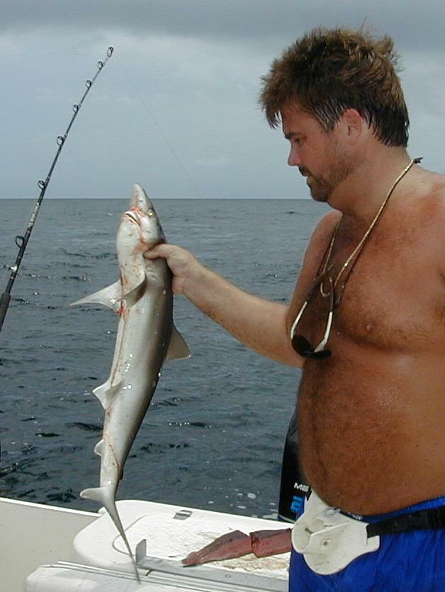 31_Ira_Shark