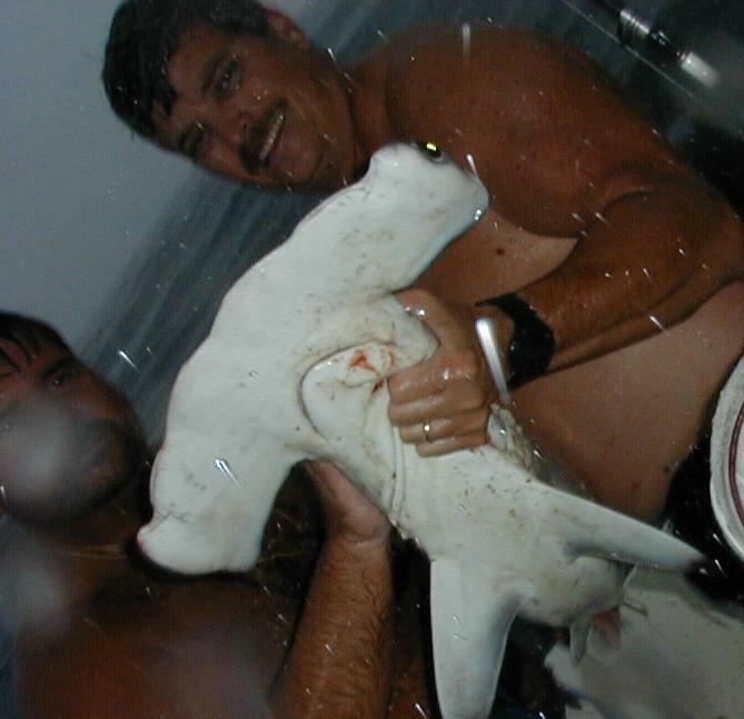 35_Ira_Mark_Hammerhead