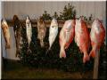 49_Catch