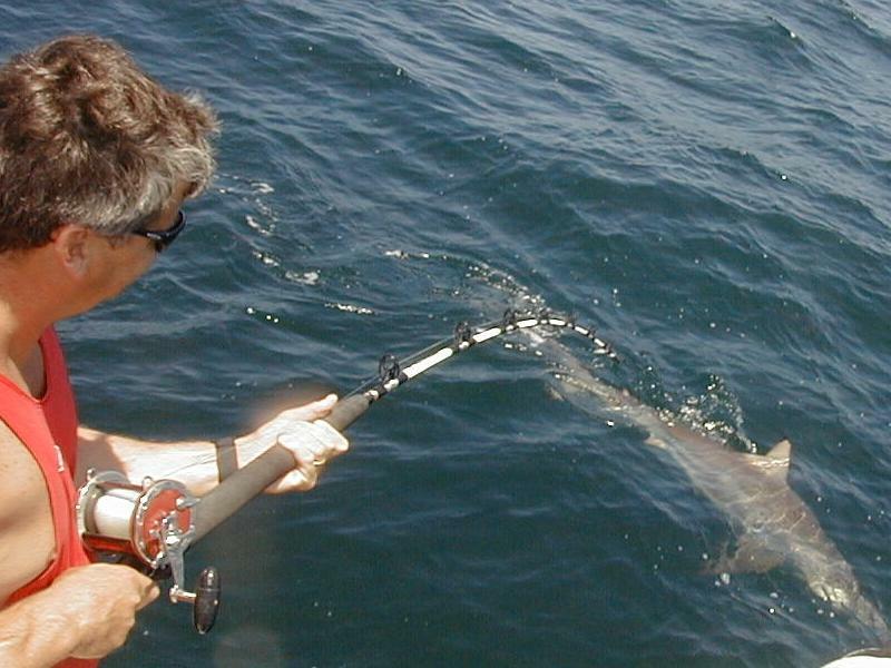 30_Shark_Hookup