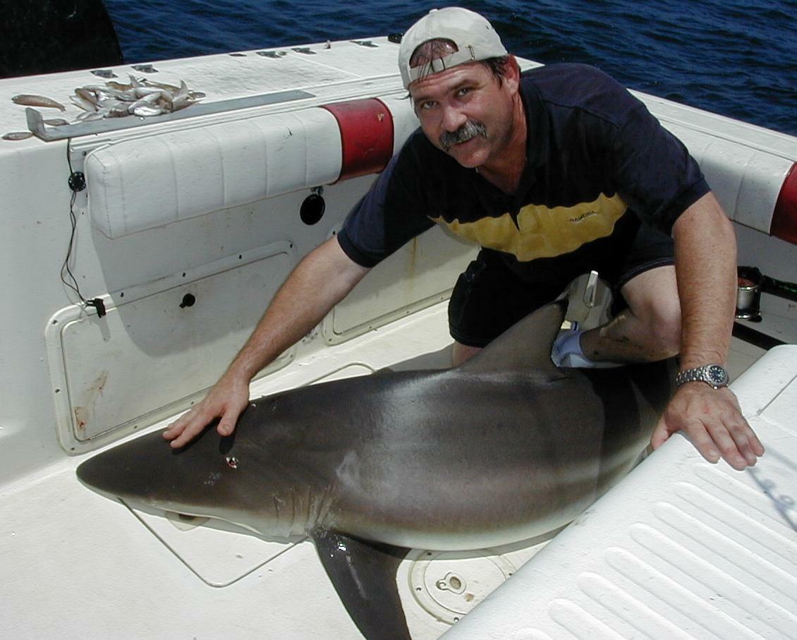 36_Andy_Shark