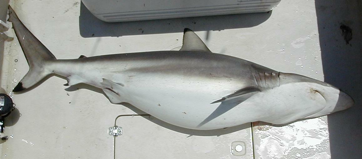 42_Shark