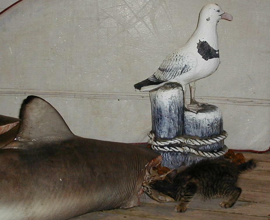 79_Shark_Killer_Cat