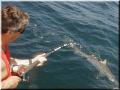 30_Shark_Hookup