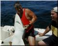 39_Mark_Andy_Shark