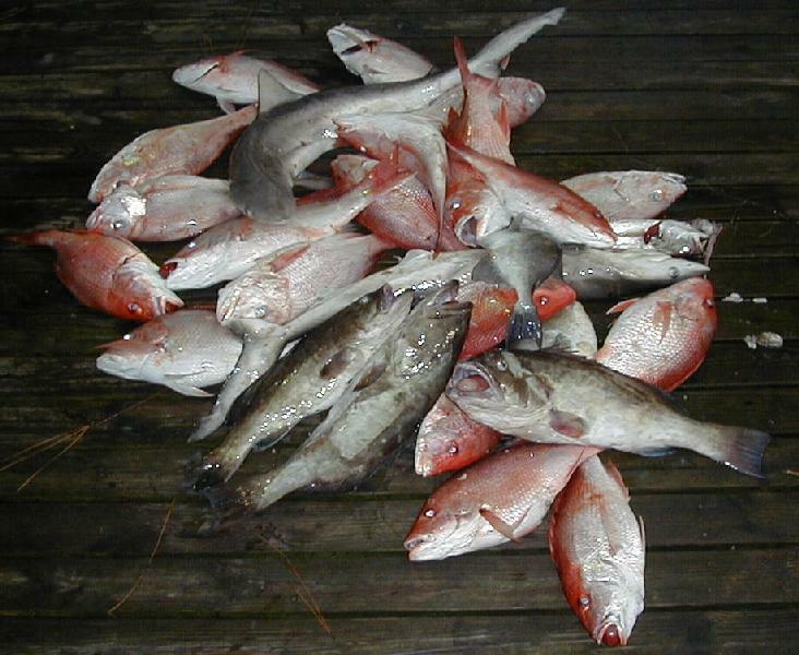 33_Fish_Pile