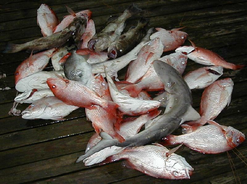 34_Fish_Pile