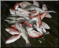 32_Fish_Pile