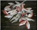 33_Fish_Pile