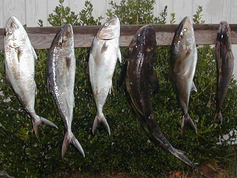 47_Catch
