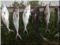 47_Catch