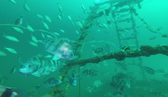 z-2017april21_capt_kevin-sheepshead2.jpg
