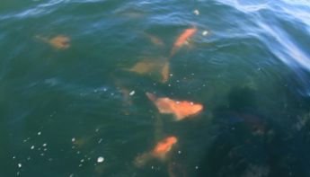 z-2017april21_red_snapper-on-surface2.jpg